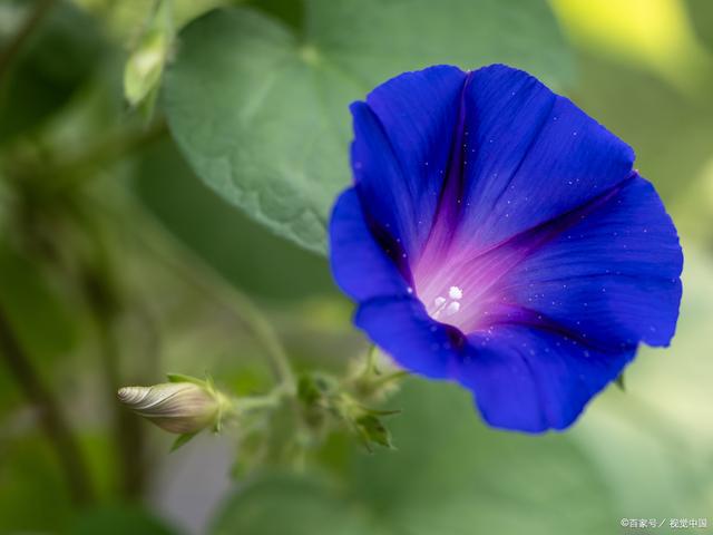 牵牛花的花语和寓意：坚韧、执着、爱情永恒(图3)