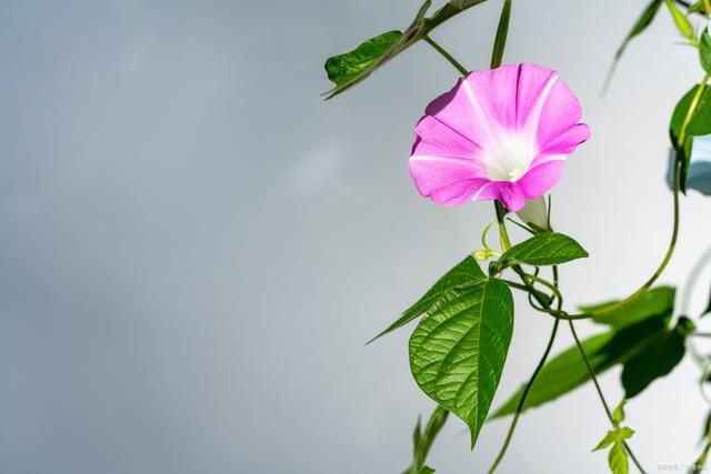 牵牛花的花语和寓意：坚韧、执着、爱情永恒(图2)