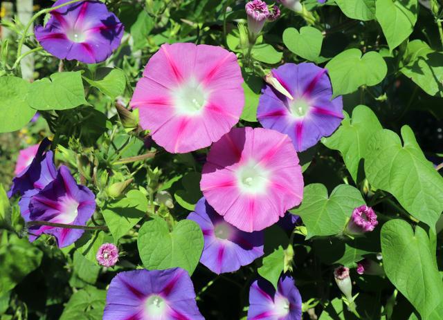 牵牛花的花语和寓意：坚韧、执着、爱情永恒(图6)