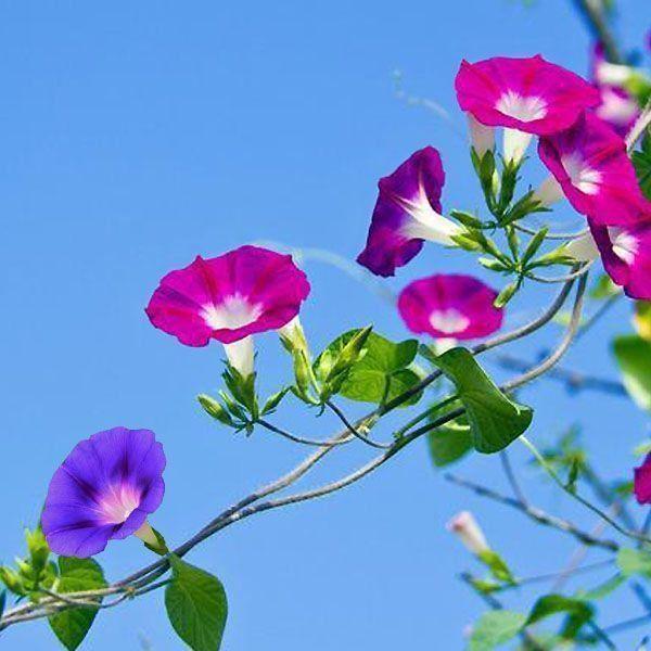 牵牛花的花语和寓意：坚韧、执着、爱情永恒(图7)