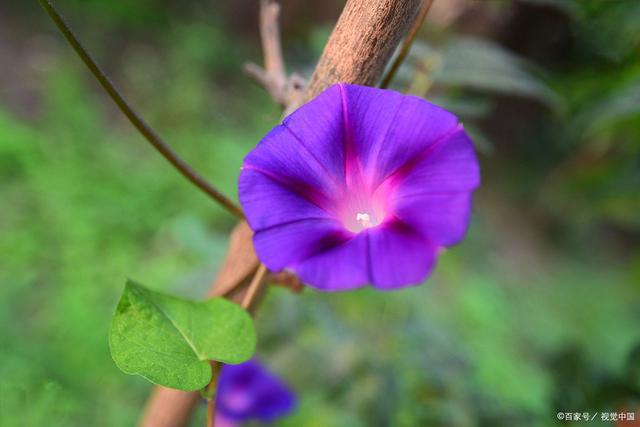 牵牛花的花语和寓意：坚韧、执着、爱情永恒(图4)