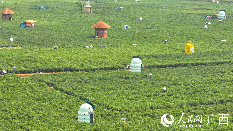 广西横州：将茉莉花打造成“富贵花”和富民产业(图2)
