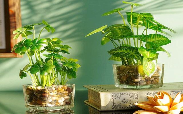 风水中最招财的八种植物(图1)
