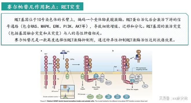 塞尔帕替尼知识小百科(图2)