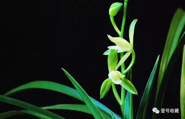 【风水】庭院种什么植物最吉利？(图2)