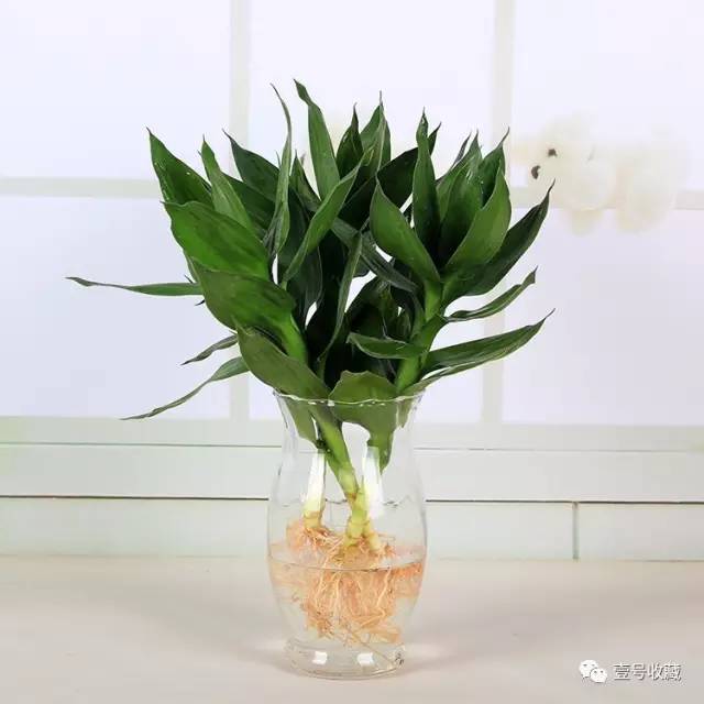 【风水】庭院种什么植物最吉利？(图3)