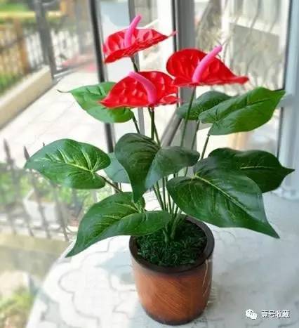 【风水】庭院种什么植物最吉利？(图4)
