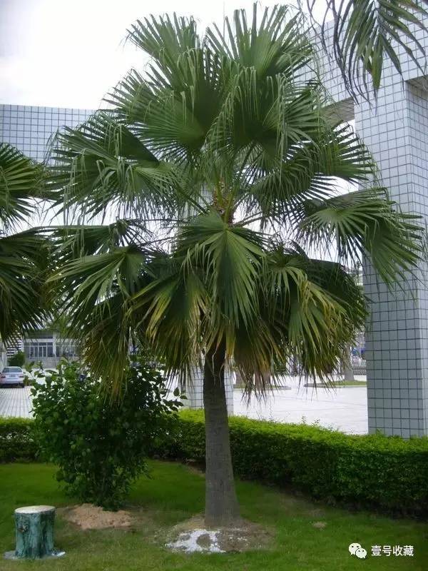 【风水】庭院种什么植物最吉利？(图6)