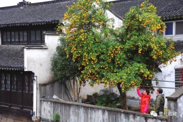 【风水】庭院种什么植物最吉利？(图7)