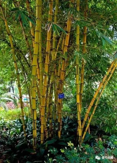 【风水】庭院种什么植物最吉利？(图8)