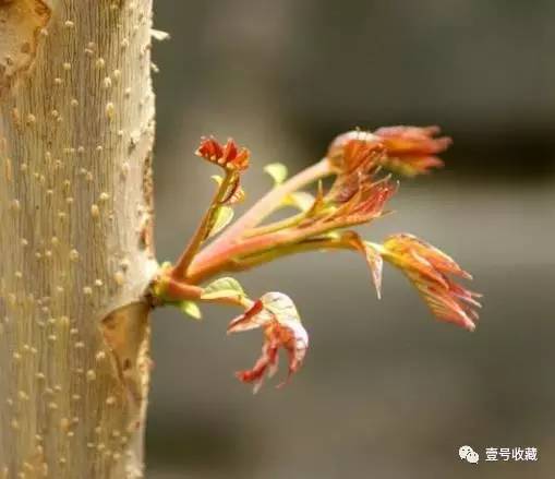 【风水】庭院种什么植物最吉利？(图9)