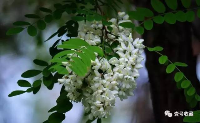 【风水】庭院种什么植物最吉利？(图10)
