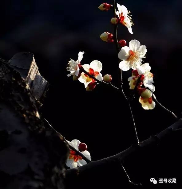 【风水】庭院种什么植物最吉利？(图13)