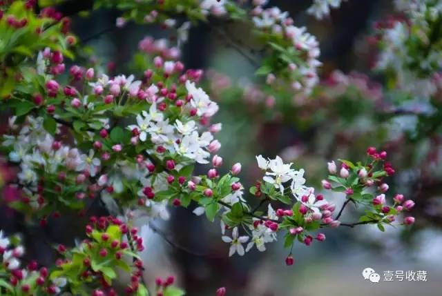 【风水】庭院种什么植物最吉利？(图12)