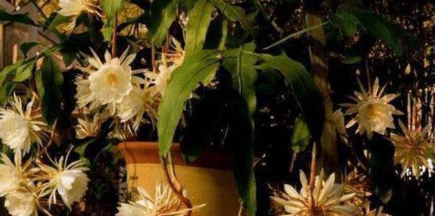 世界上最短暂的花！像月下的美人盛开2小时后就凋谢(图2)