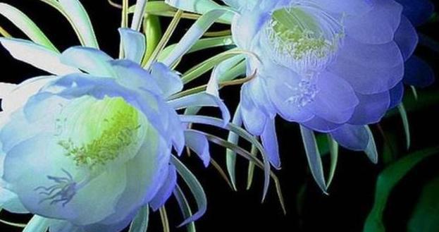 世界上最短暂的花！像月下的美人盛开2小时后就凋谢(图3)