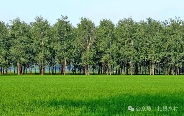 “阴树不进家门进了家宅难安”五种不宜种院里的阴树你家有吗(图1)