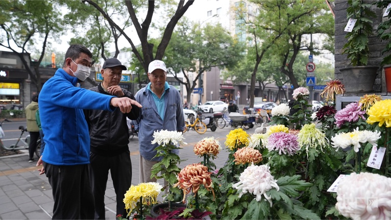 北京东城区市民菊花节启动(图2)