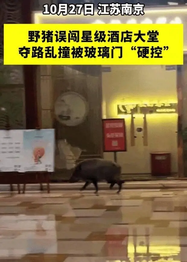 当一座特WilliamHill大城市遭遇“野猪围城”智库(图3)