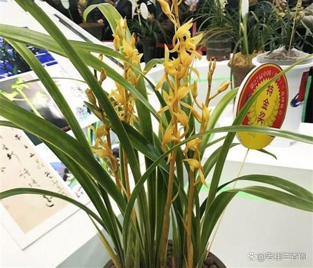 它是墨兰新宠被誉为兰花界的“太上皇”通透无比简直太美了(图6)