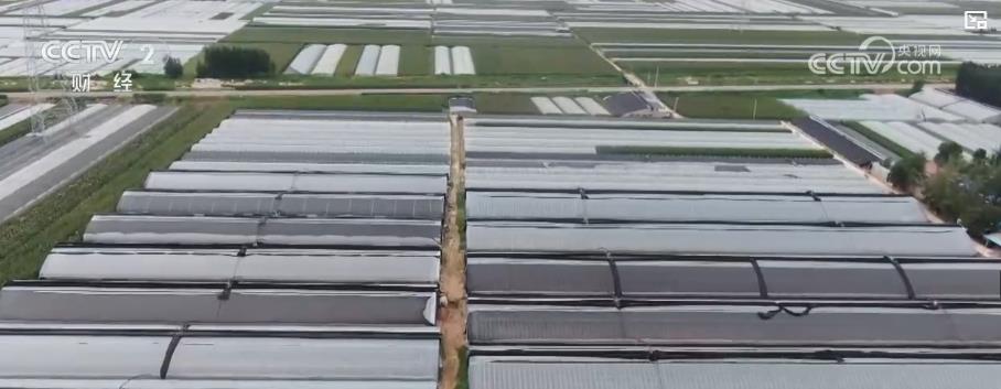 山东强降雨对蔬菜供应总体影响不大(图1)