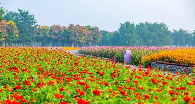 秋日出游去南通四季花海能否在花海中迷失自我？(图1)