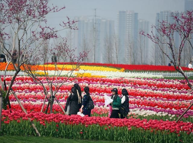 秋日出游去南通四季花海能否在花海中迷失自我？(图3)