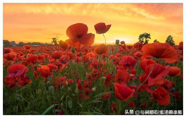 让家庭兴旺的生活细节(图4)