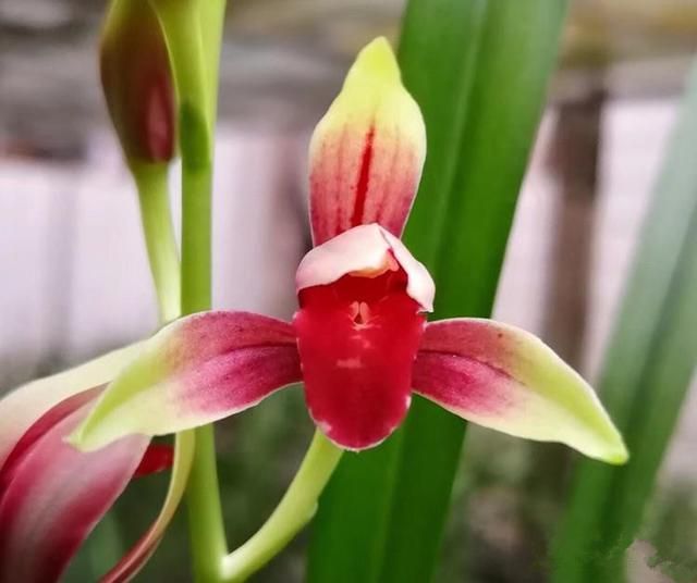 它是兰花界的“龙头”花色鲜红香味扑鼻轻松养成一盆艺术品(图2)