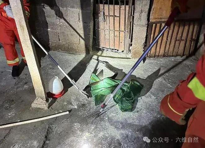 云南惊现眼镜王蛇深夜“吃鸡”110摇来119求助蛇王也爱跨界吃鸡？(图3)