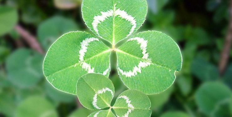 旺风水的植物大全(图2)
