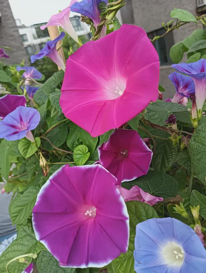 绽放的牵牛花美图欣赏(图3)