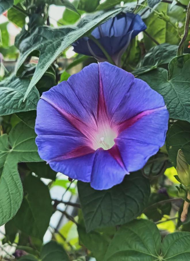 绽放的牵牛花美图欣赏(图4)