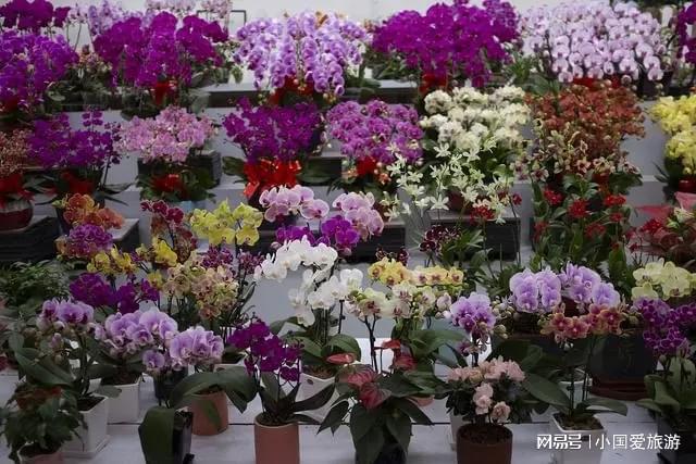 龙岩市的秋季花卉市场呈现出丰收盛况(图2)