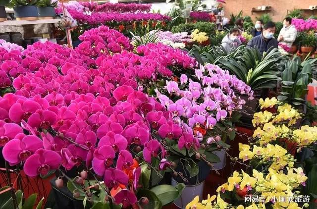 龙岩市的秋季花卉市场呈现出丰收盛况(图3)