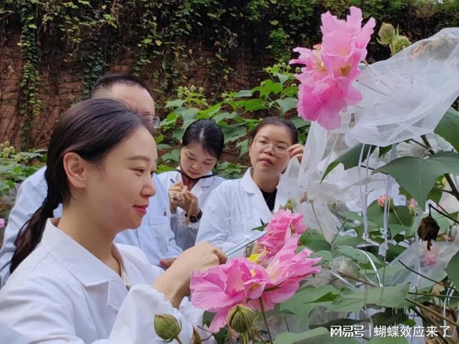 芙蓉飘四海应用展风采成都市植物园芙蓉科研推广绽放绚烂篇章(图2)
