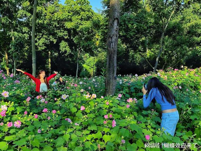 芙蓉飘四海应用展风采成都市植物园芙蓉科研推广绽放绚烂篇章(图1)