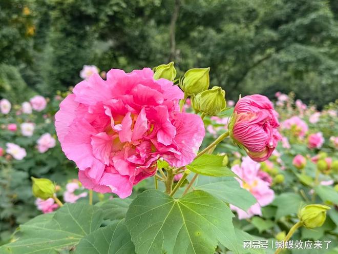 芙蓉飘四海应用展风采成都市植物园芙蓉科研推广绽放绚烂篇章(图8)