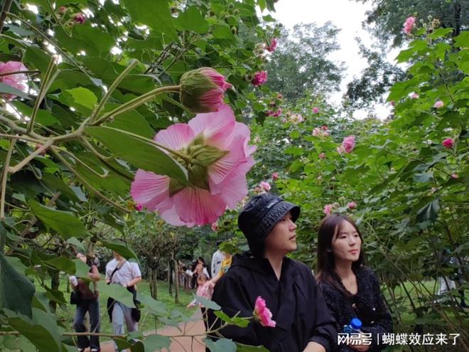 芙蓉飘四海应用展风采成都市植物园芙蓉科研推广绽放绚烂篇章(图7)
