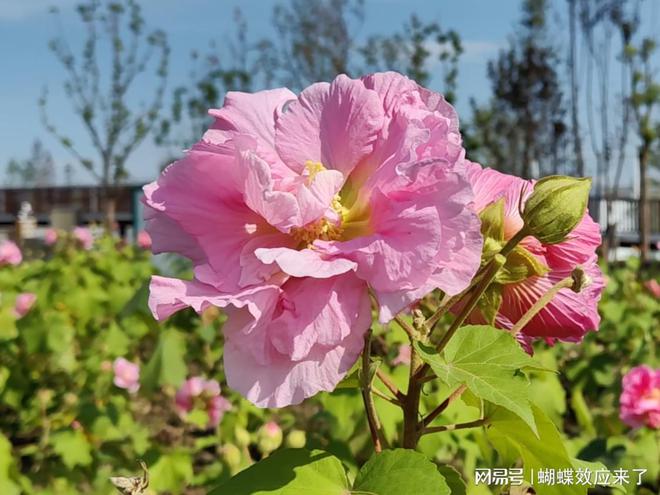 芙蓉飘四海应用展风采成都市植物园芙蓉科研推广绽放绚烂篇章(图6)