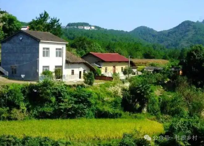 农村俗语“不怕屋后水斜流就怕门前鸡鸭头”啥是鸡鸭头？有啥道理？(图3)