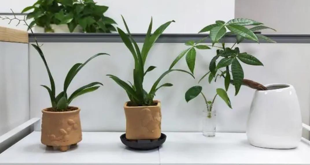 办公桌植物风水(图1)