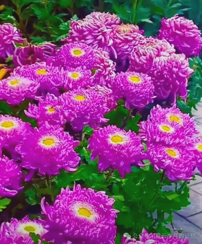 菊花：秋天之精灵灿烂了风情(图1)