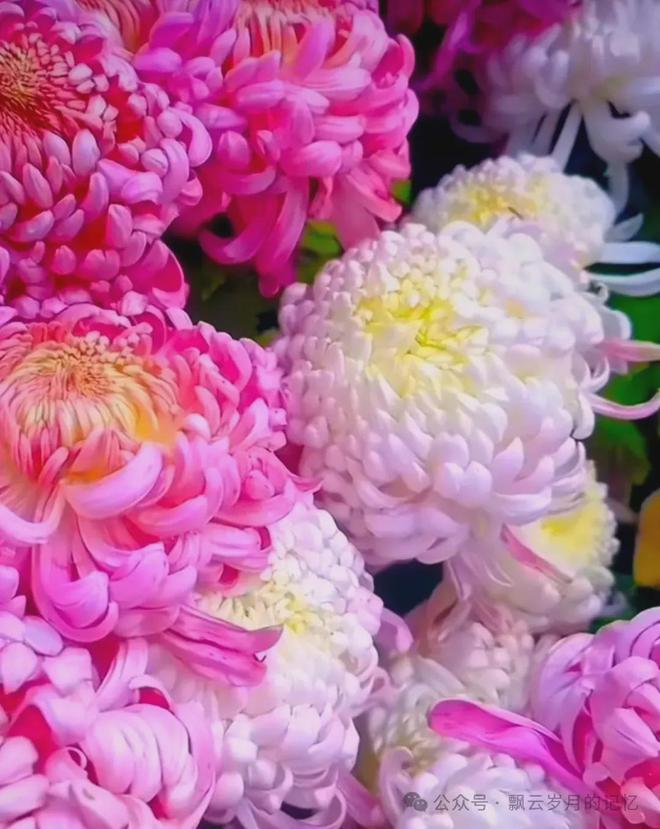 菊花：秋天之精灵灿烂了风情(图3)
