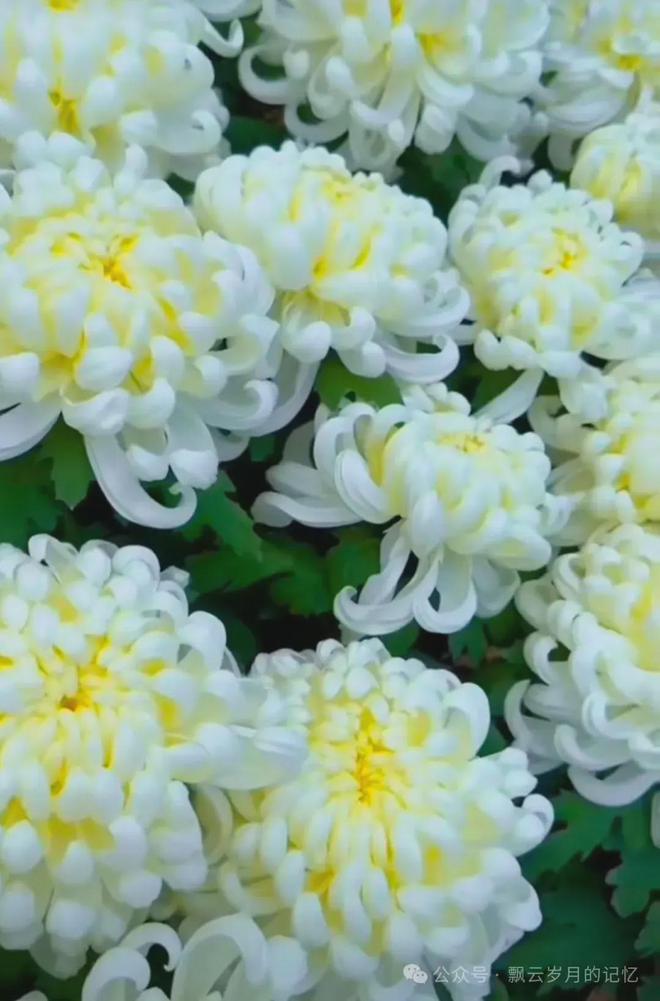 菊花：秋天之精灵灿烂了风情(图5)