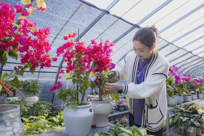 新年新“花”样儿！延庆年宵花“上新”(图3)
