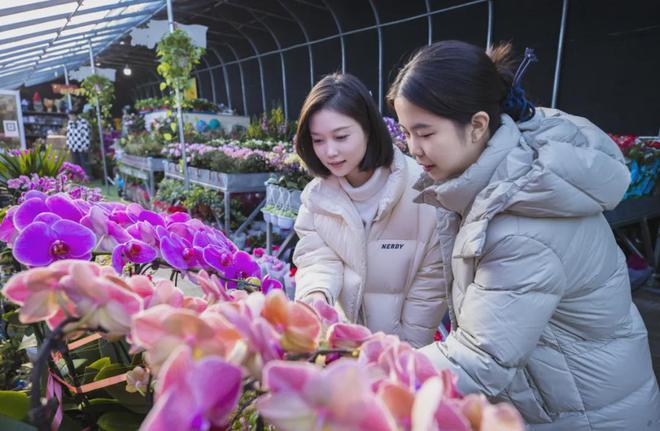 新年新“花”样儿！延庆年宵花“上新”(图4)