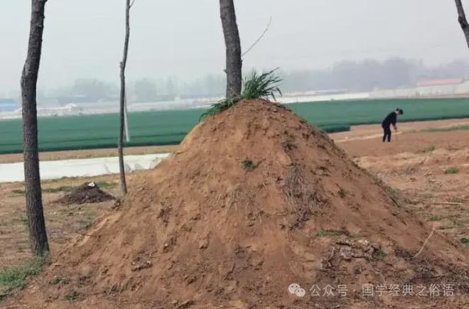 坟墓旁长的树威廉希尔WilliamHill木要不要砍掉？根据传统这4种树木要及时处理(图3)