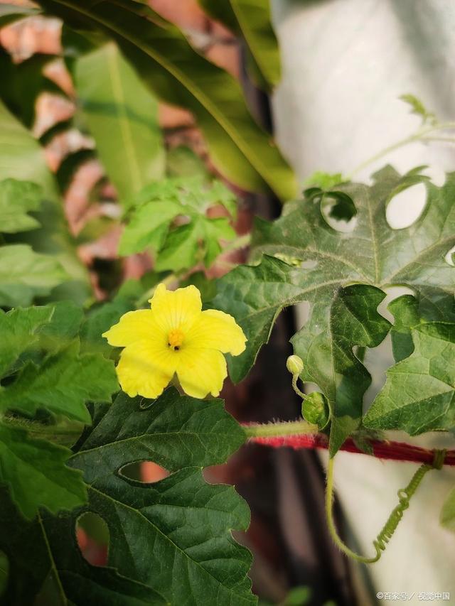西瓜花是单性花分雄花和雌花部分雌花可变为雌型两性花(图1)