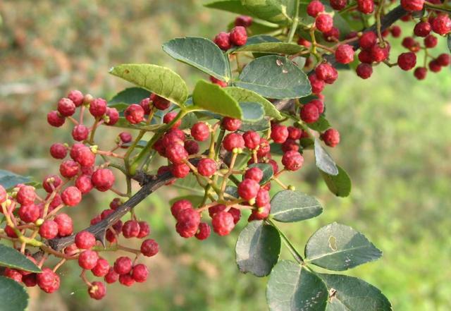 农户合理种植花椒掌握田间管理技术提升品质有所保证(图2)
